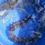 ‘Sea monster’ may be giant marine worm ‘Sea monster’ may be giant marine worm
