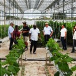 St Kitts agriculture officials tour Cayman farms St Kitts agriculture officials tour Cayman farms
