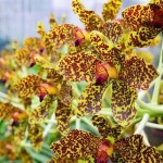 Orchid show blossoms this weekend Orchid show blossoms this weekend
