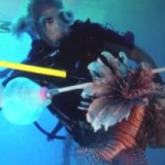 First cull of the year in effort to tame lionfish First cull of the year in effort to tame lionfish