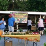 Brac plants seeds for growing farmers market Brac plants seeds for growing farmers market