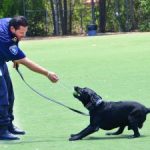 K-9 units impress young students at school fair K-9 units impress young students at school fair