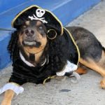 Pirate pooches prepare to parade Pirate pooches prepare to parade