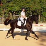 Riders put on show at dressage event Riders put on show at dressage event