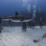 Divers log in to benefit sharks Divers log in to benefit sharks