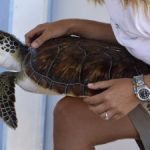 First-ever release of turtles in Cayman Brac First-ever release of turtles in Cayman Brac