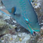 CCMI to hold webinar on lionfish CCMI to hold webinar on lionfish