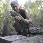 National Trust releases 1,000th blue iguana National Trust releases 1,000th blue iguana